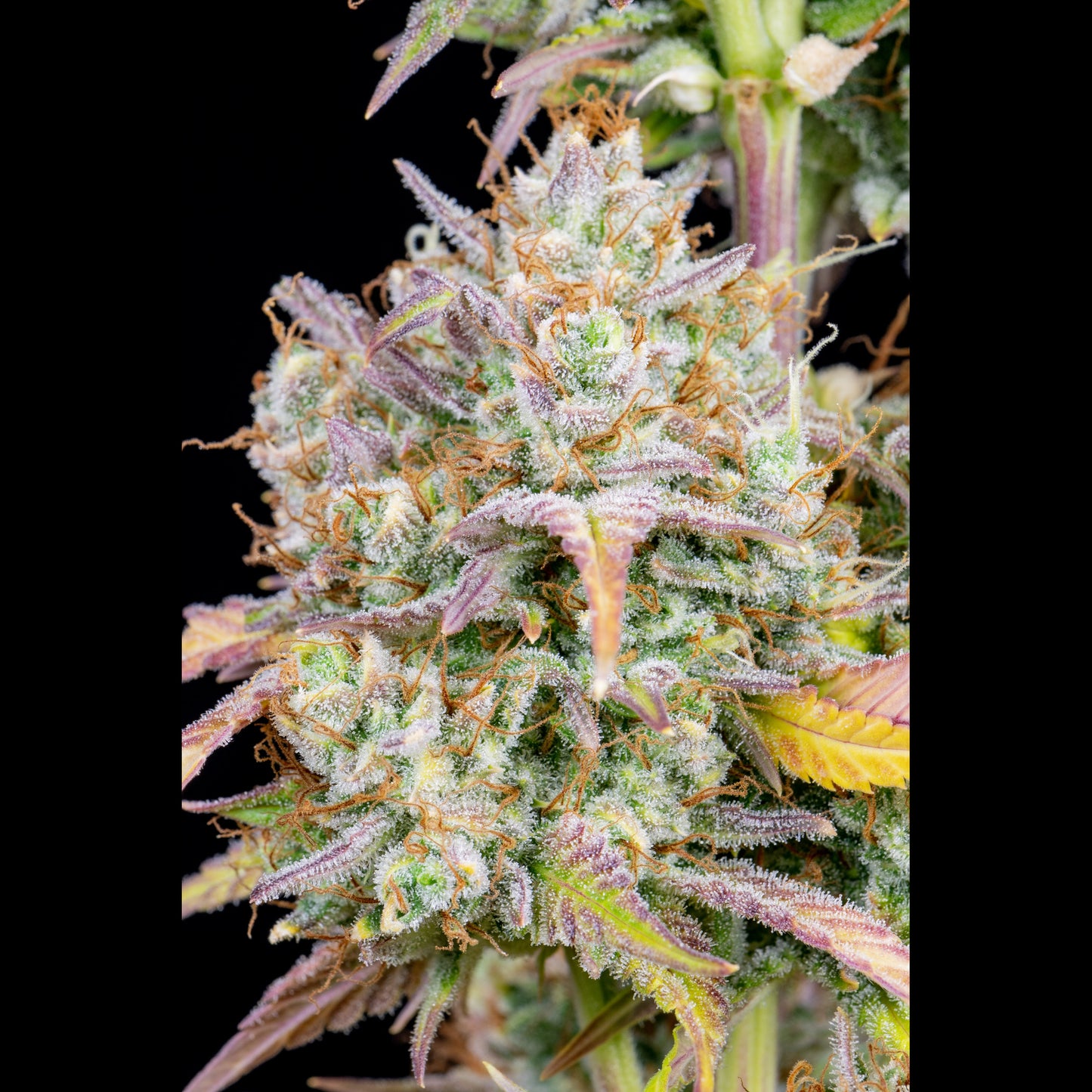 Big Bud Auto