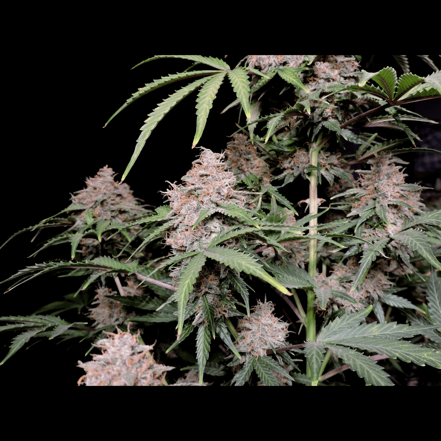 Amnesia Zkittlez Auto