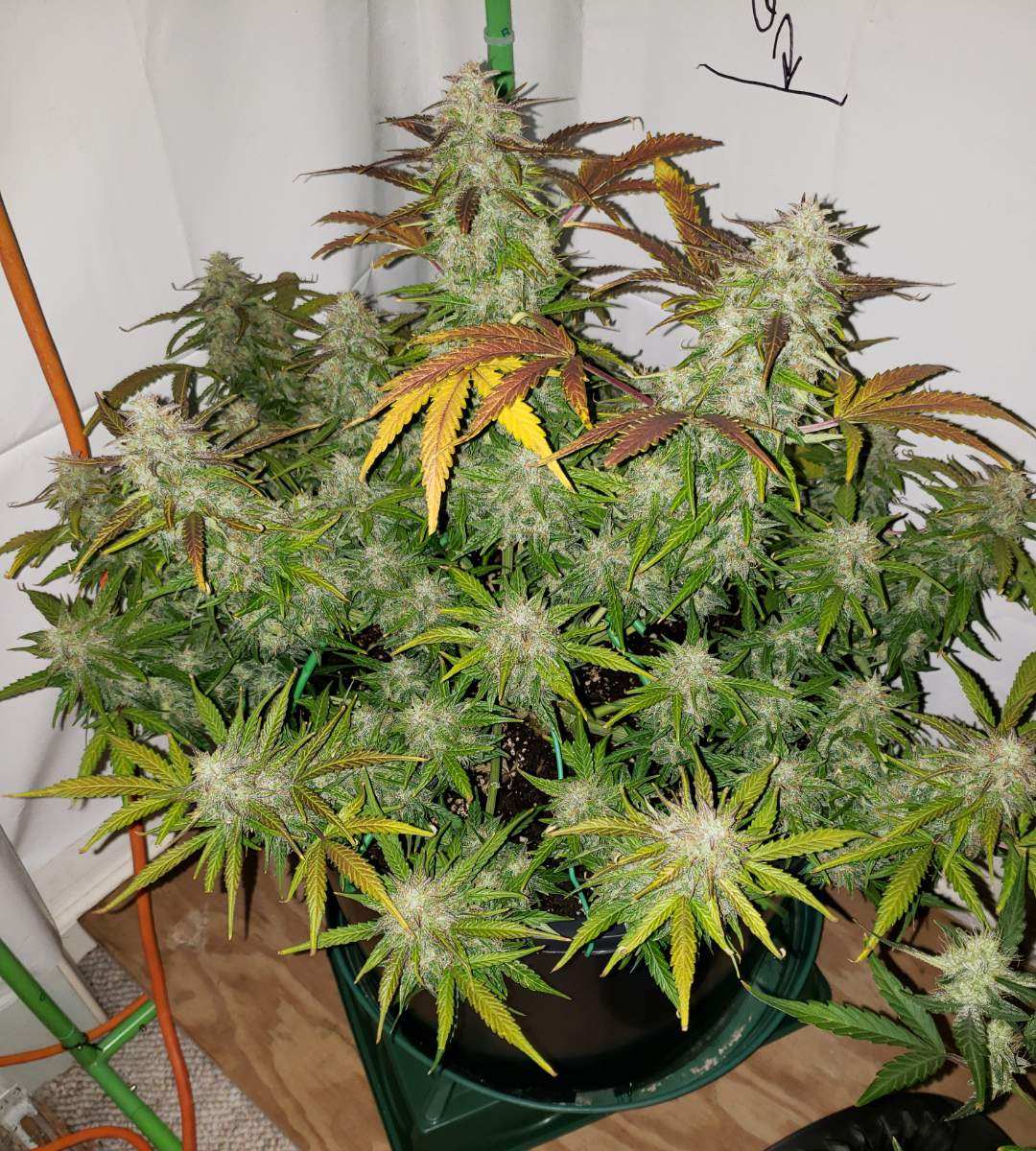 Gorilla Cookies Auto