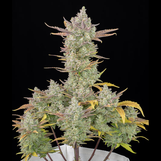 Gorilla Cookies Auto