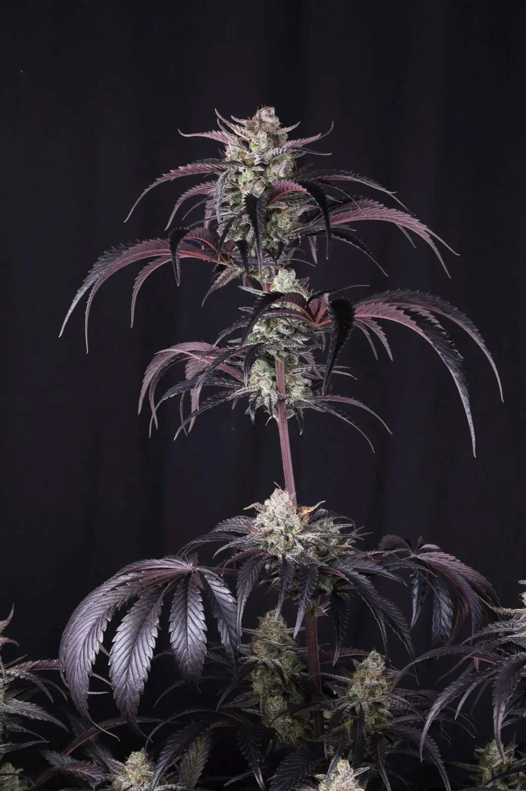 Strawberry Gorilla Auto RF3
