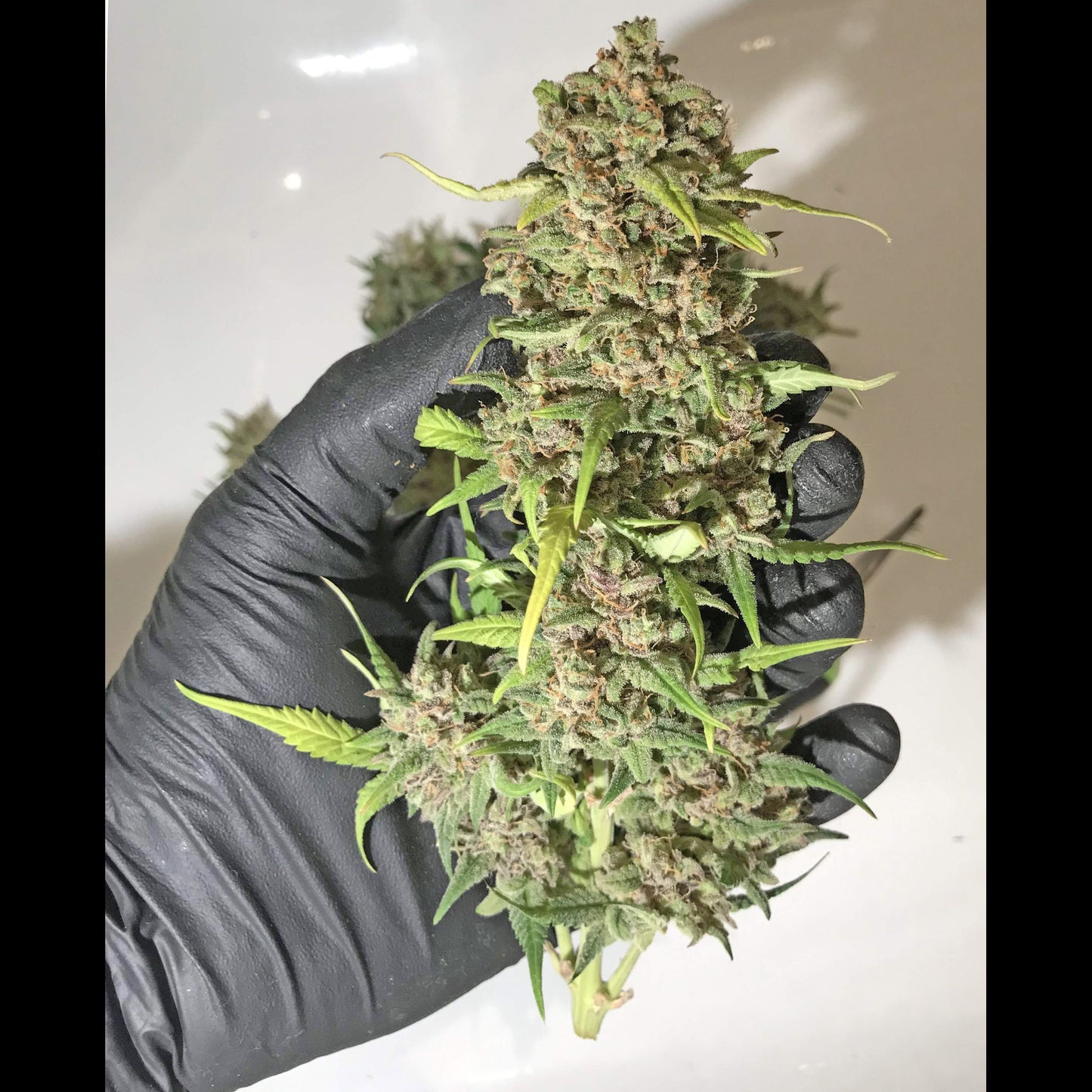 BubbleGum Auto