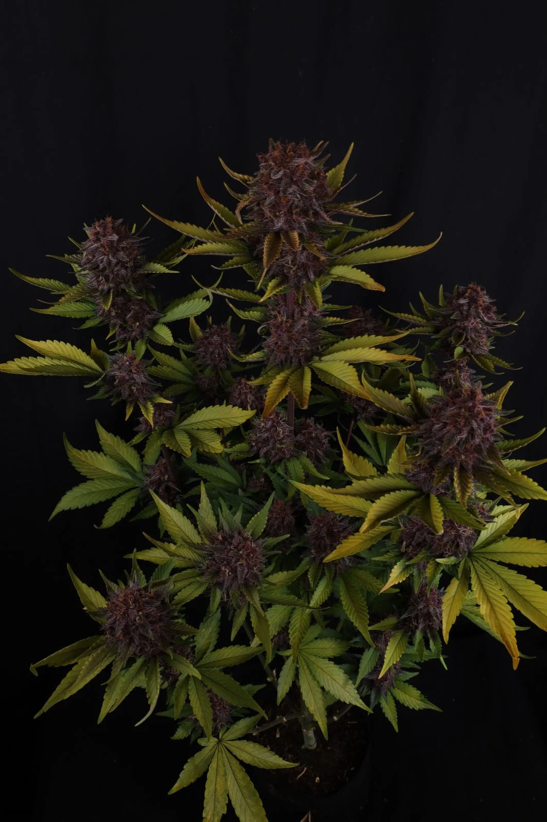 Purple Lemonade Auto RF3