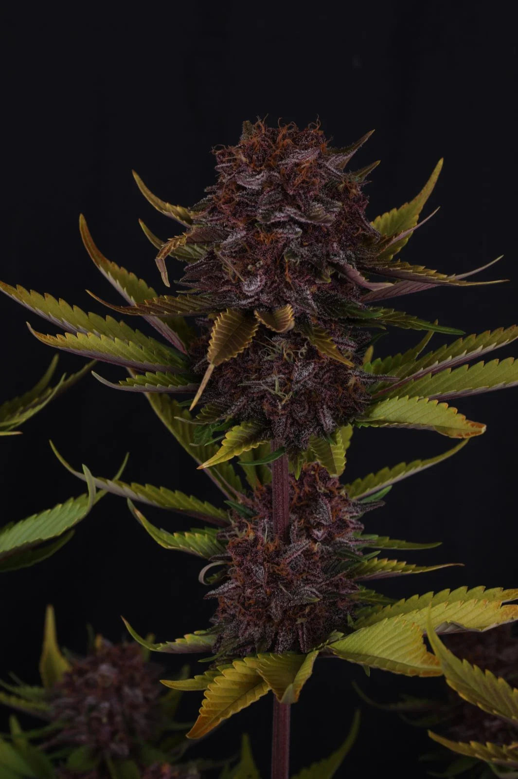 Purple Lemonade Auto RF3