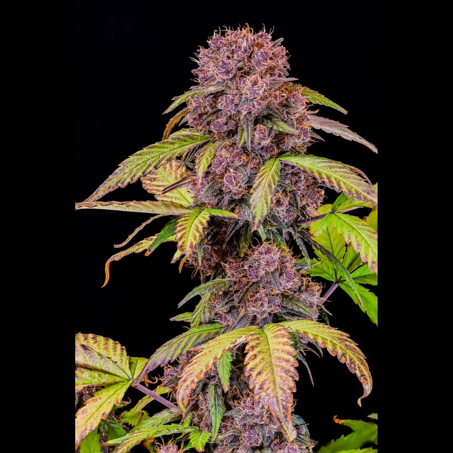 Lemon Cherry Cookies Auto