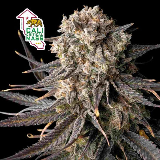 Cali Critical Mass