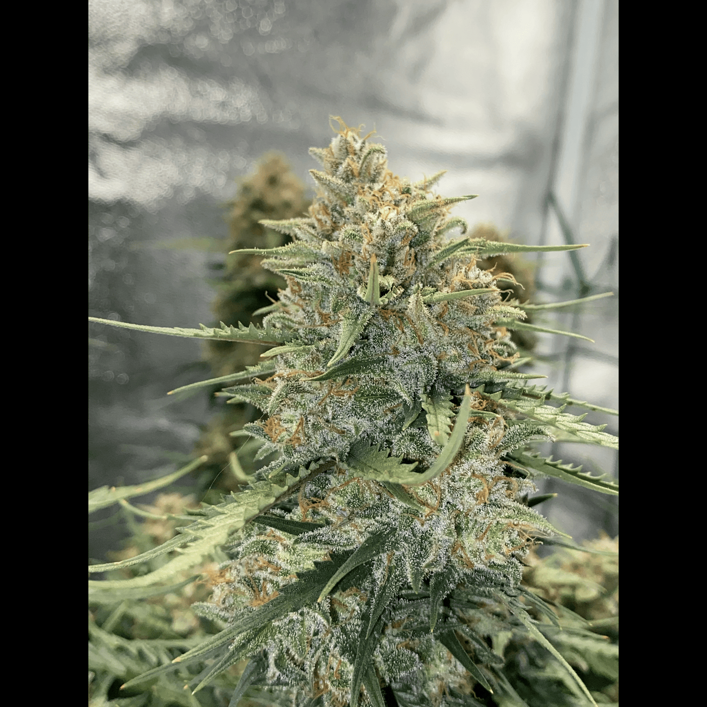 Sour Diesel Auto