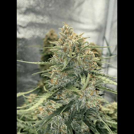 Sour Diesel Auto