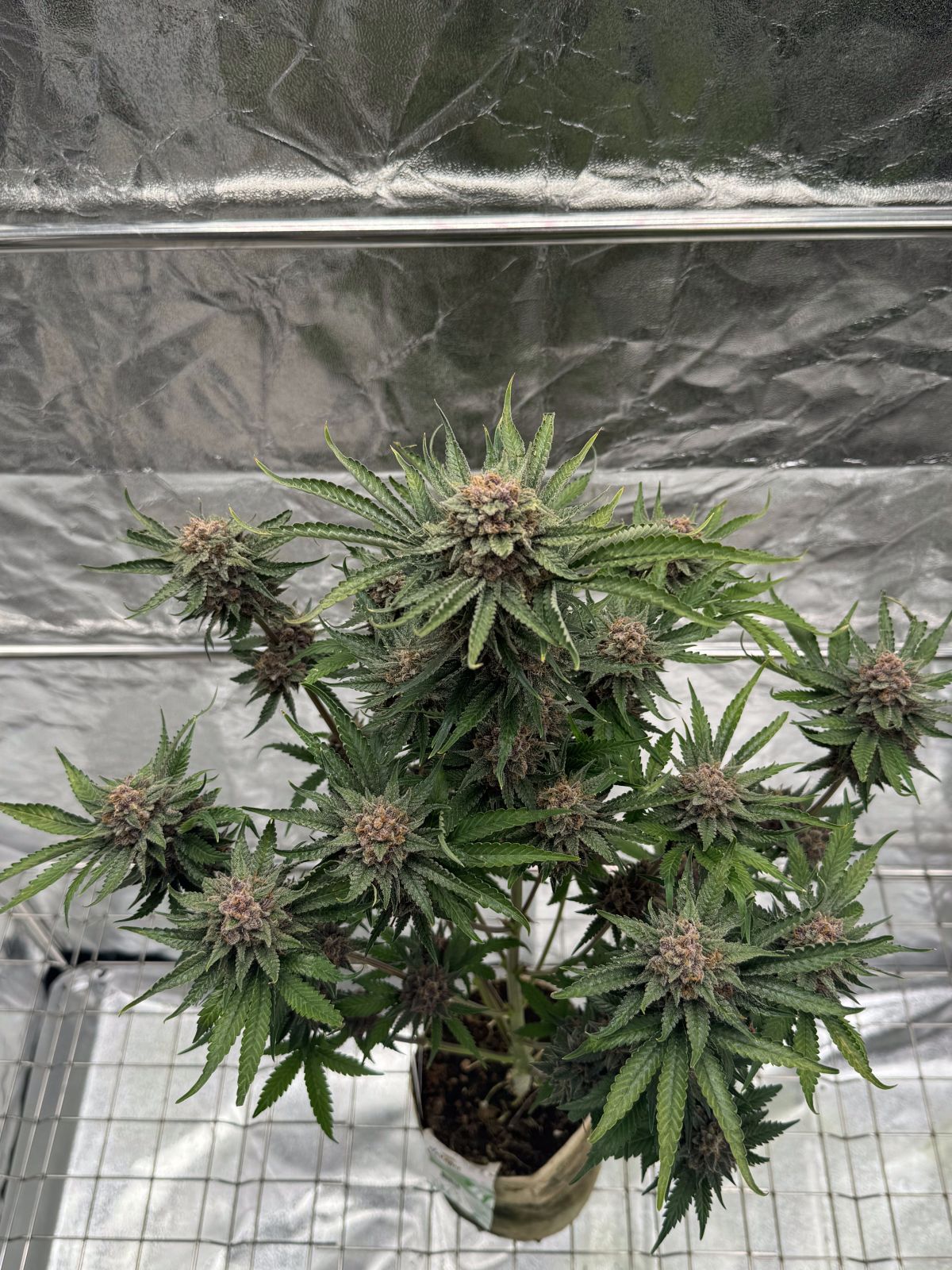 Cherry Cola Auto RF3