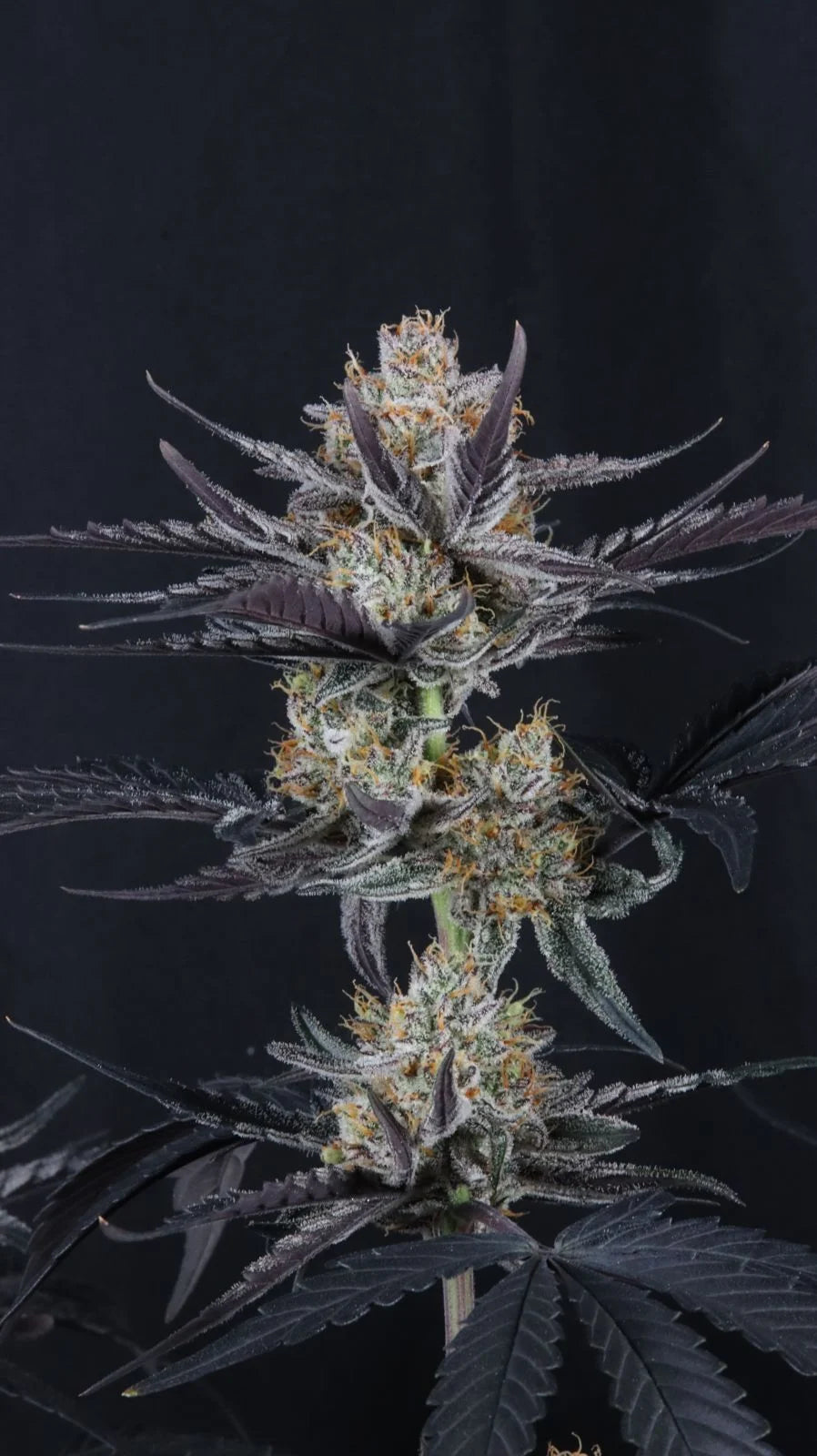 Guava Runtz Auto