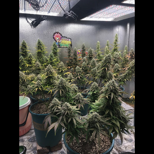 Zkittlez Auto