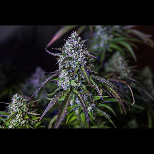 3Wok OG Auto