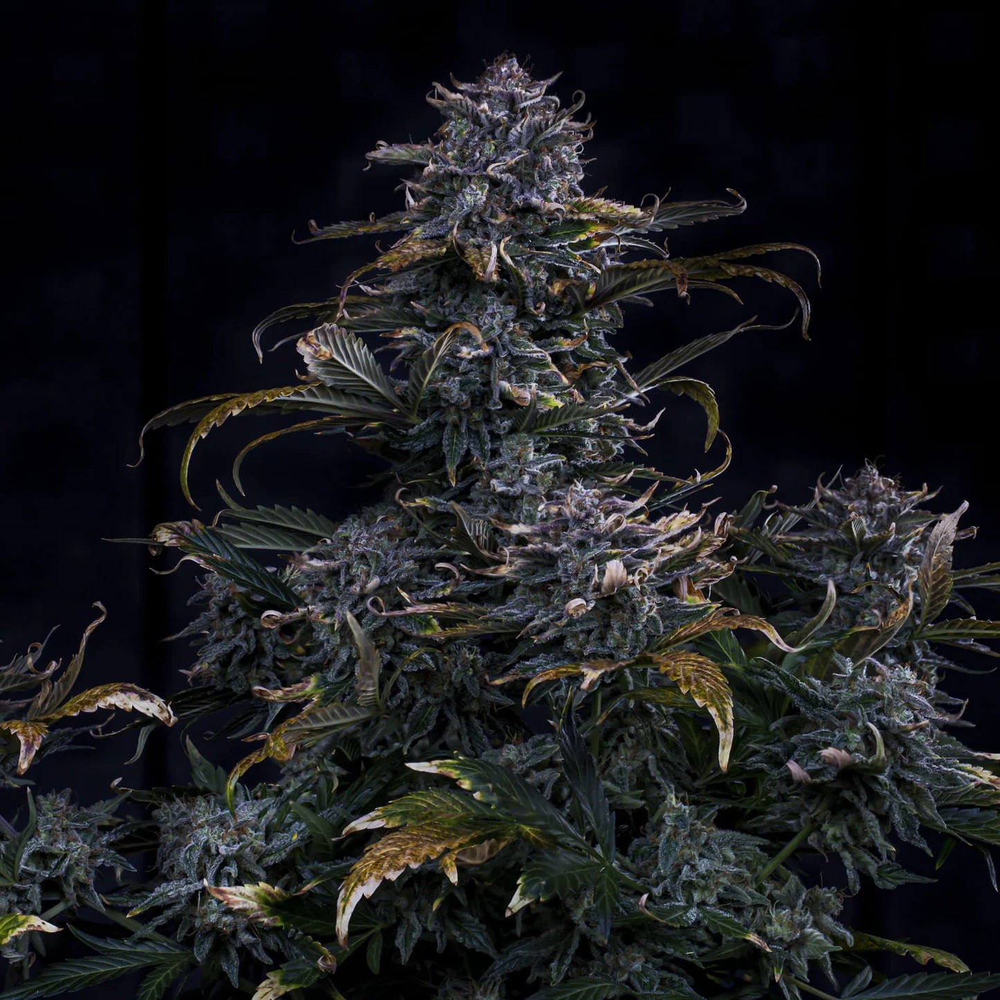 4 Assed Monkey Auto