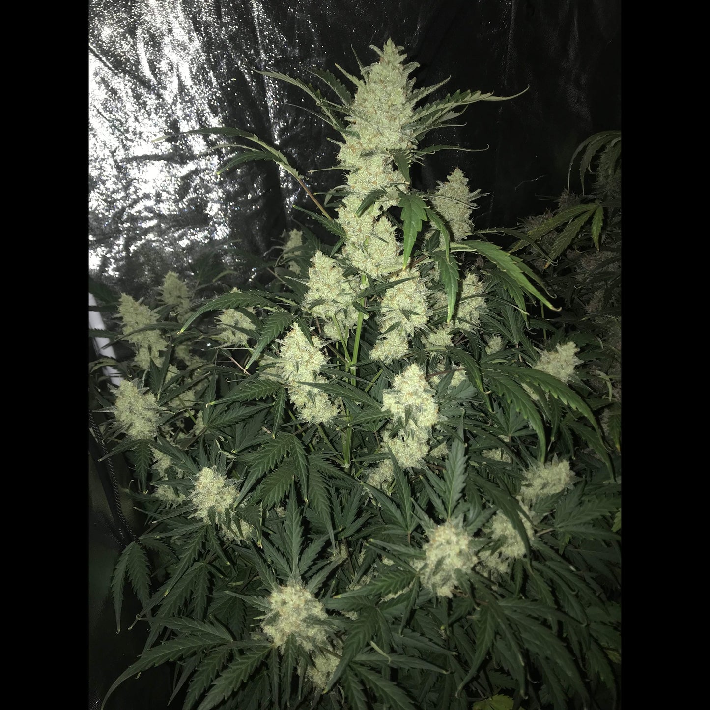 Stardawg Auto