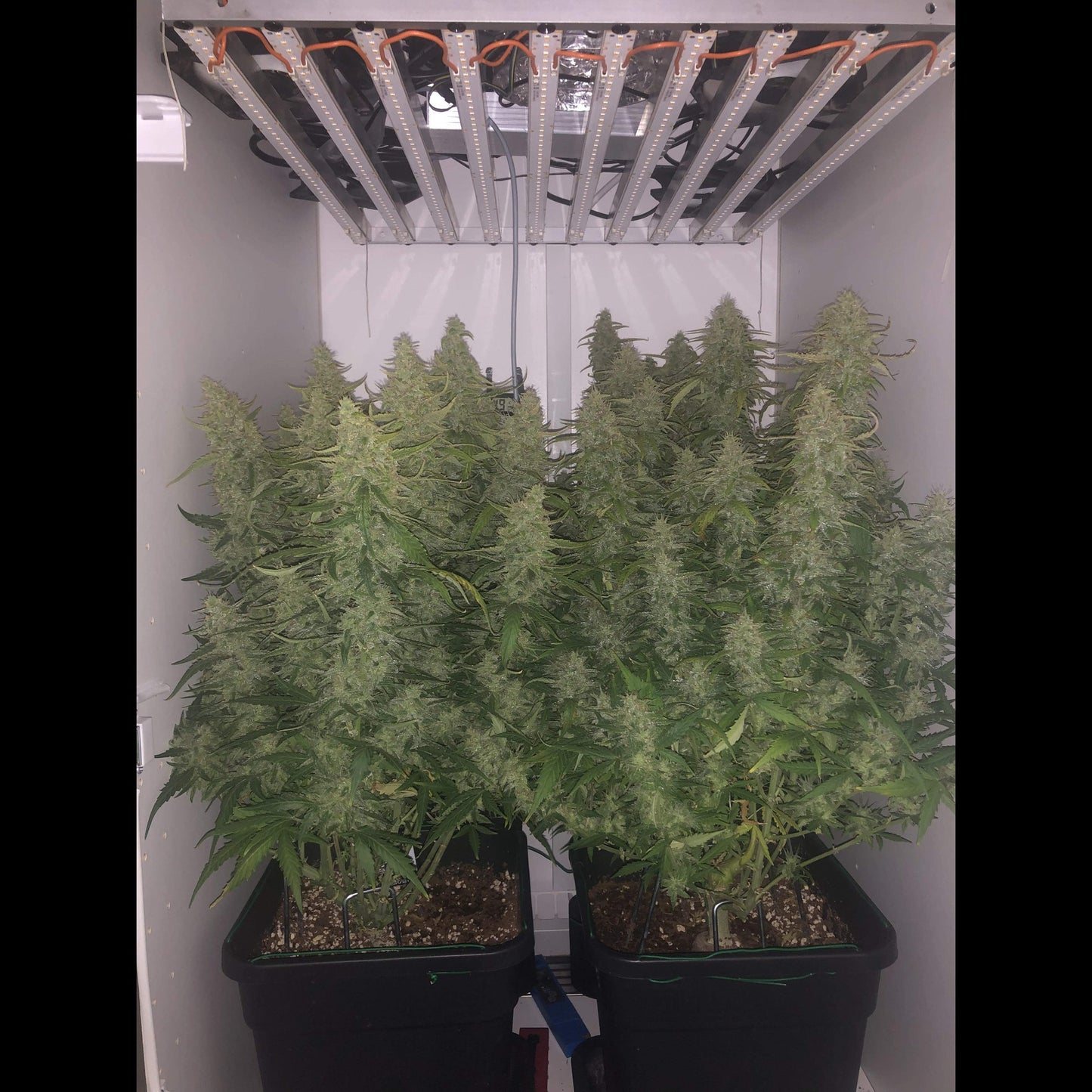 Wedding Cheesecake Auto