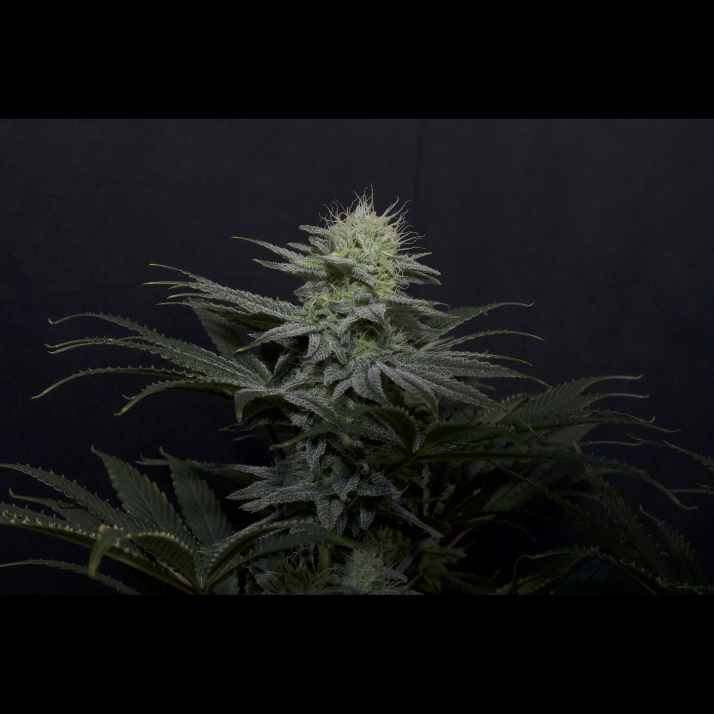 GG4 Sherbet Fast Flowering