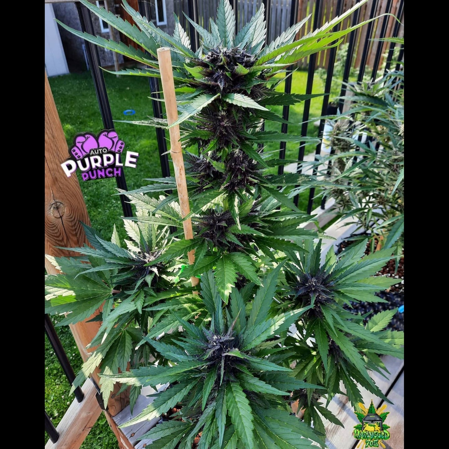 Purple Punch Auto