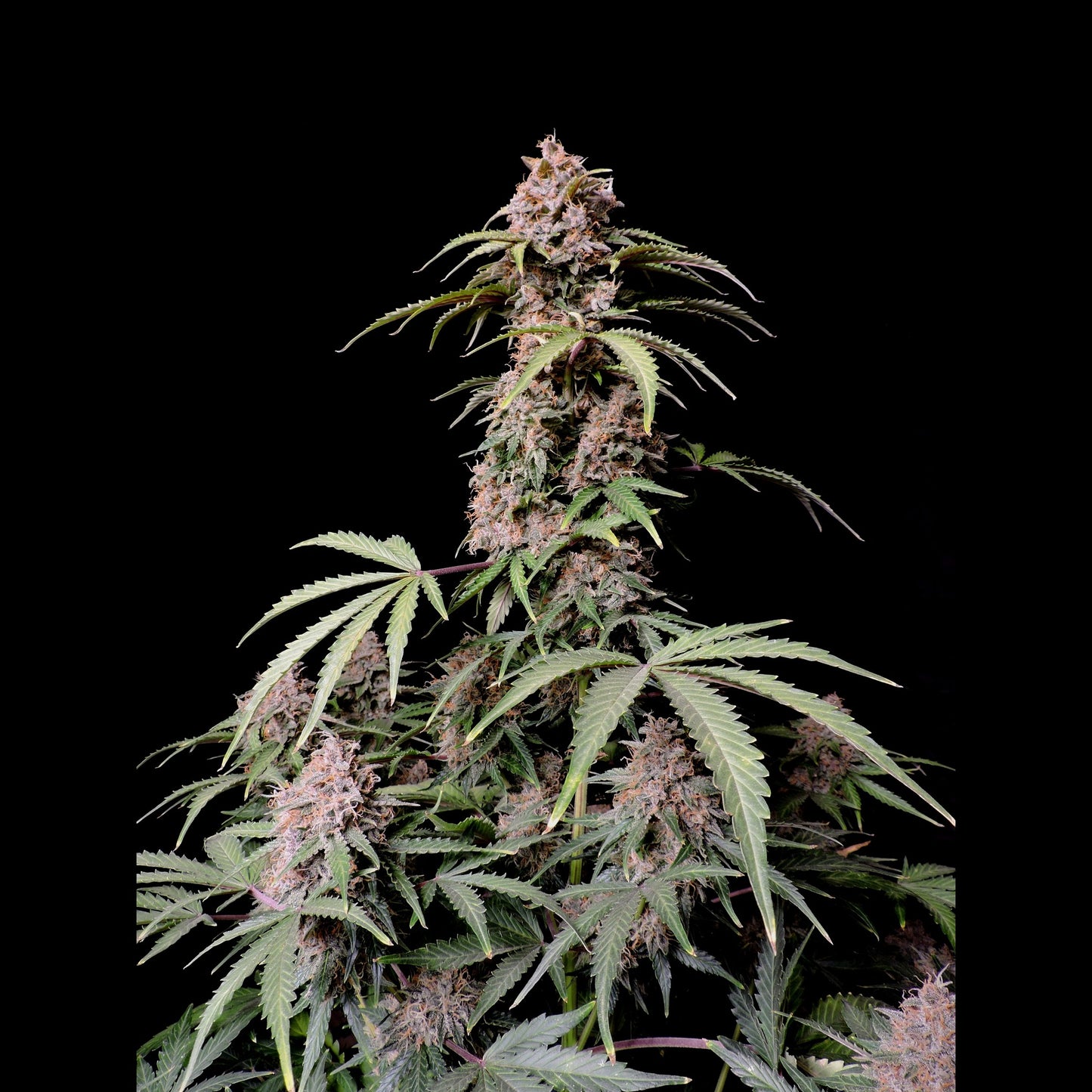 Amnesia Zkittlez Auto