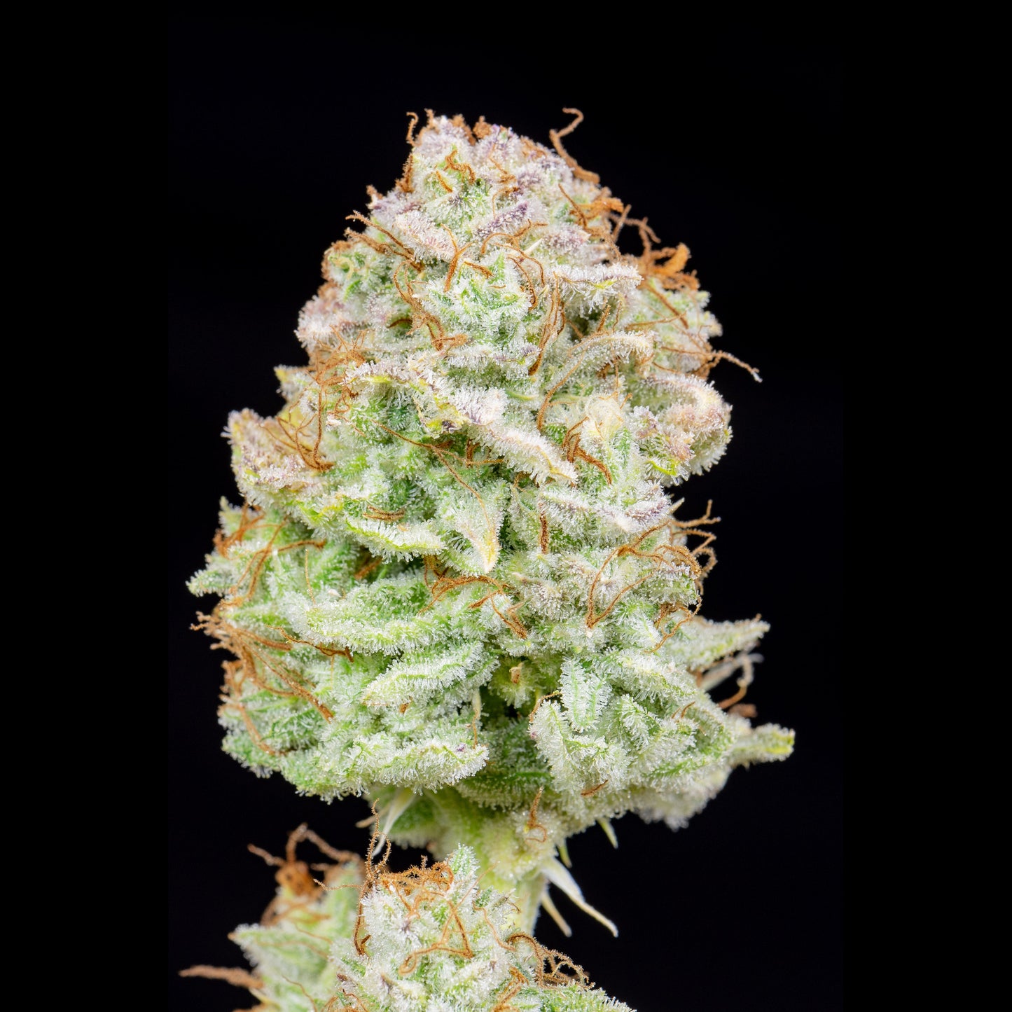 Strawberry Banana Auto