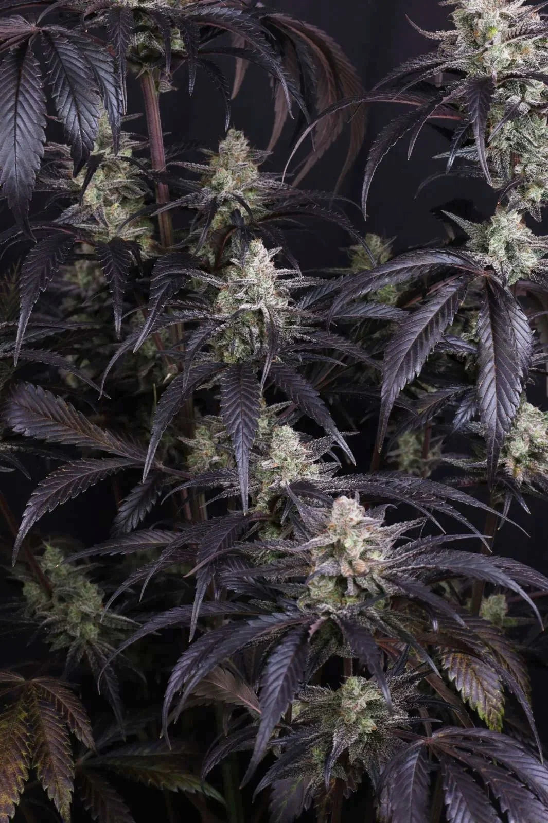 Strawberry Gorilla Auto RF3