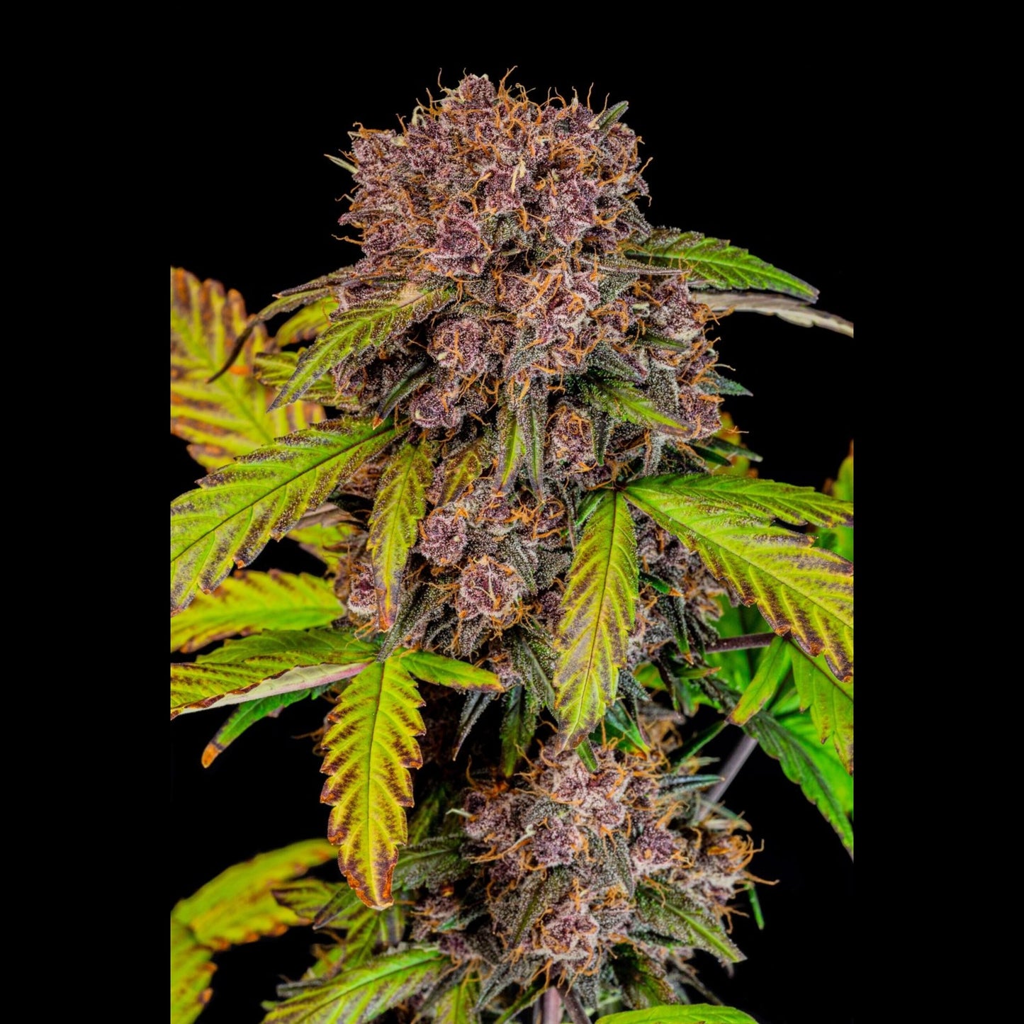 Lemon Cherry Cookies Auto