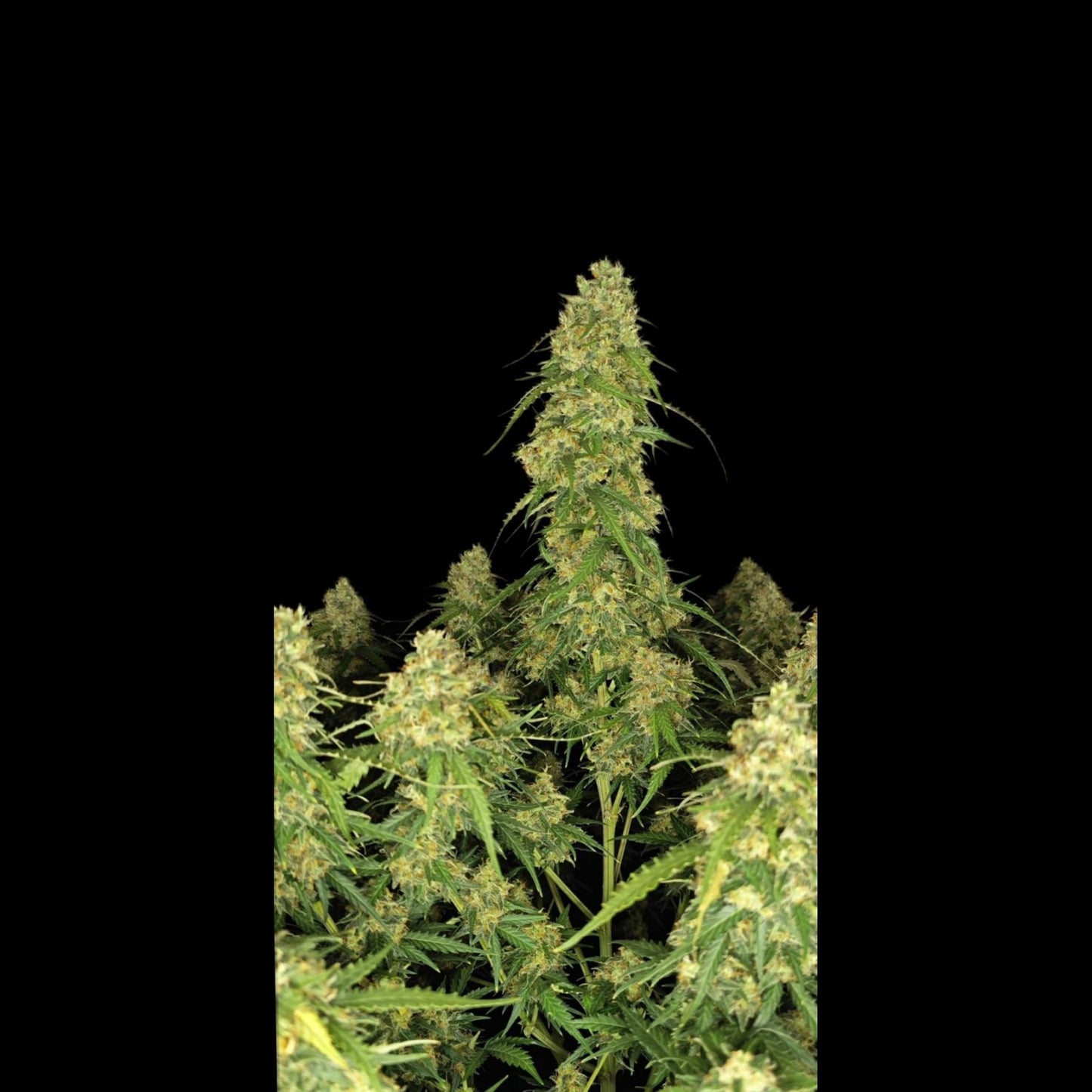 Sour Jealousy Auto