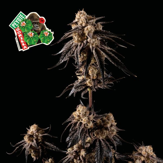 Peyote Gorilla