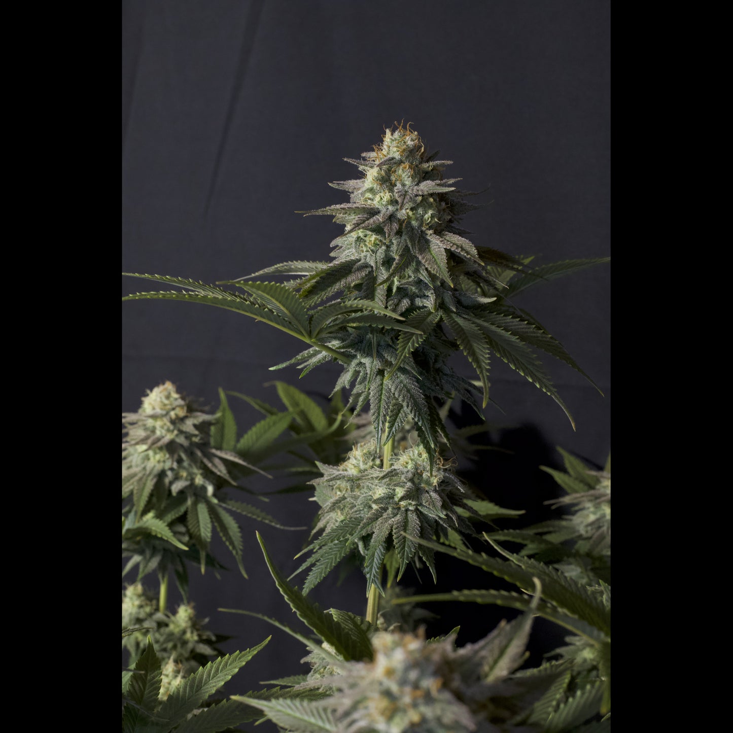 Orange Sherbet Fast Flowering