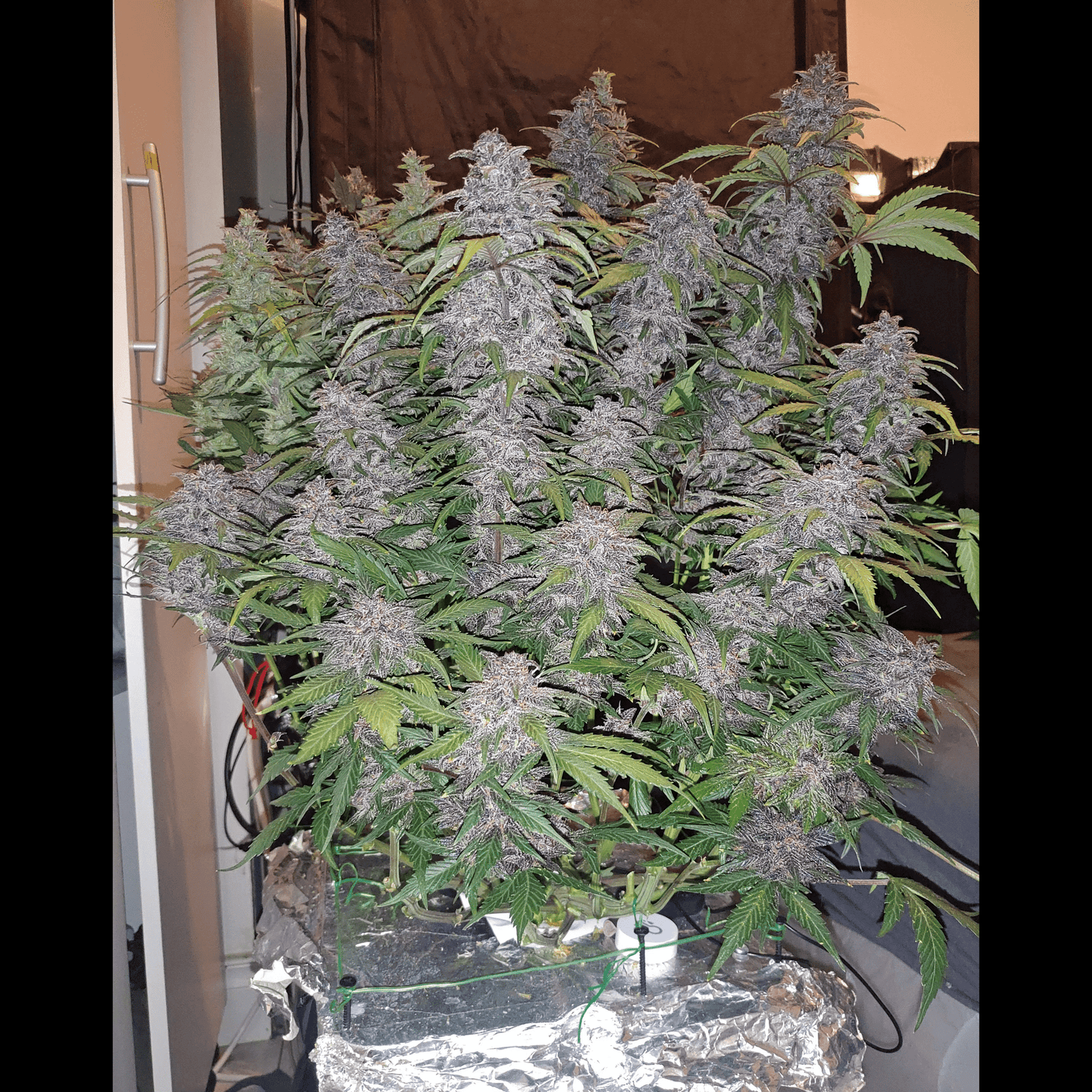 Purple Lemonade Auto