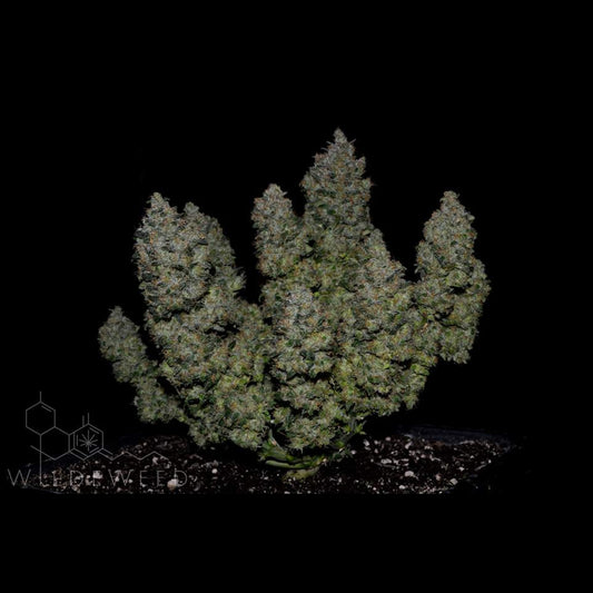 BubbleGum Auto