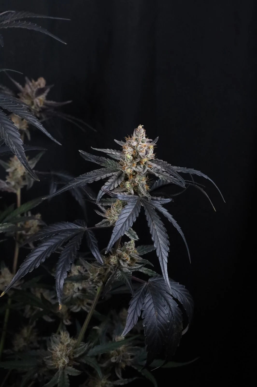 Guava Runtz Auto