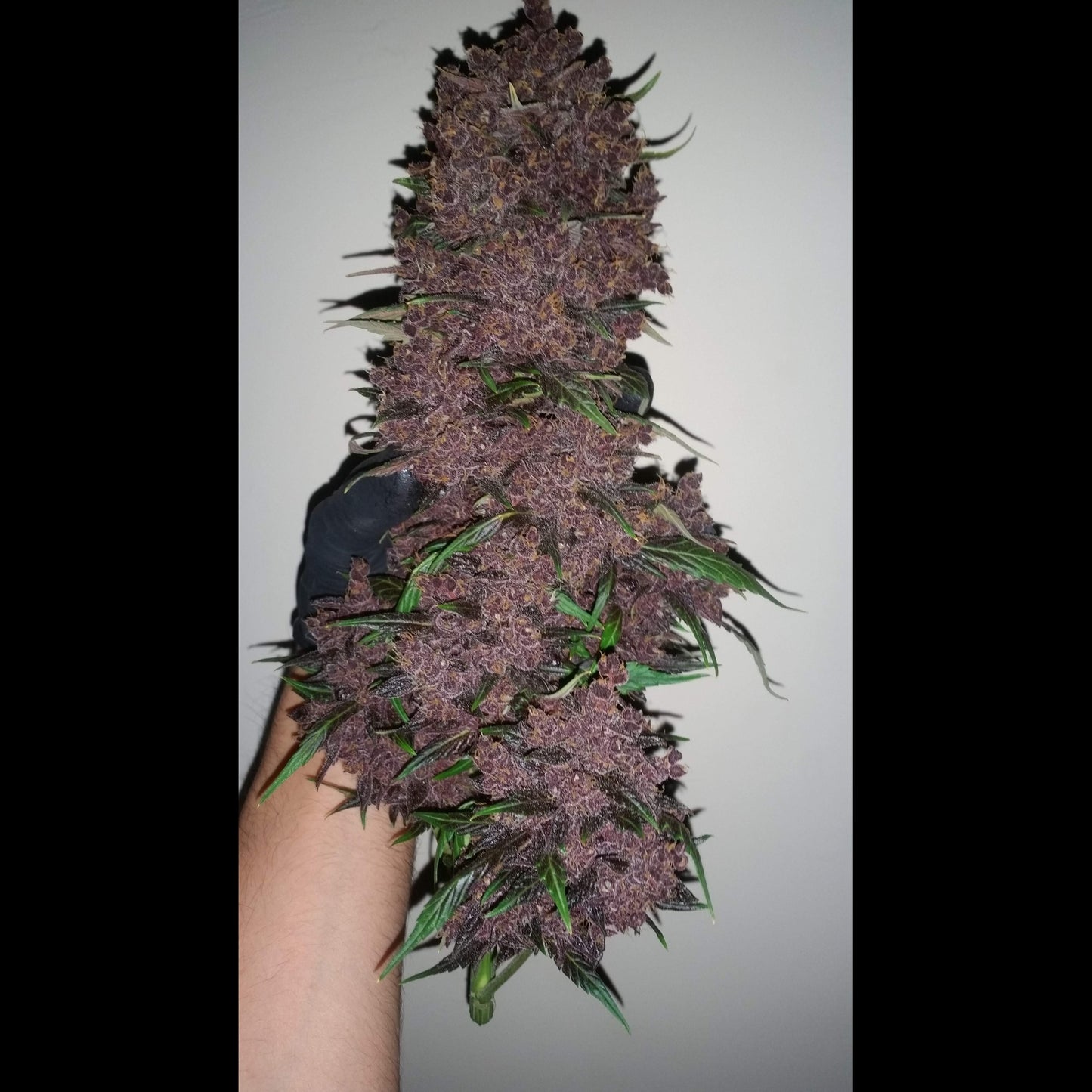 Purple Lemonade Auto