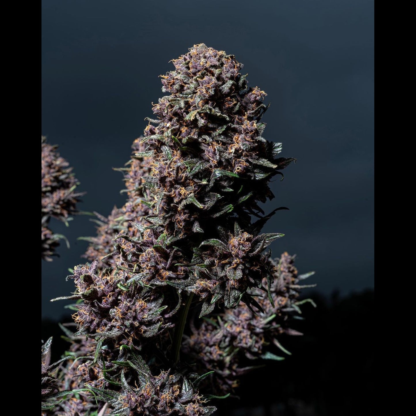 Purple Lemonade Auto