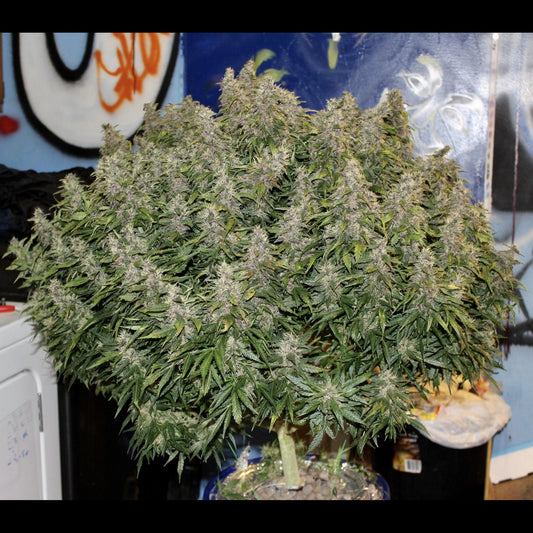 Northern Lights Auto