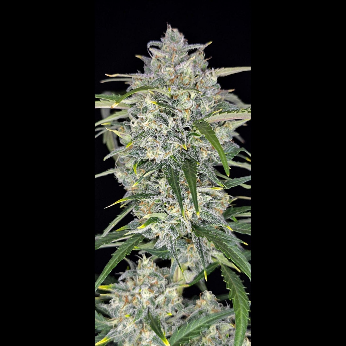 Sour Jealousy Auto