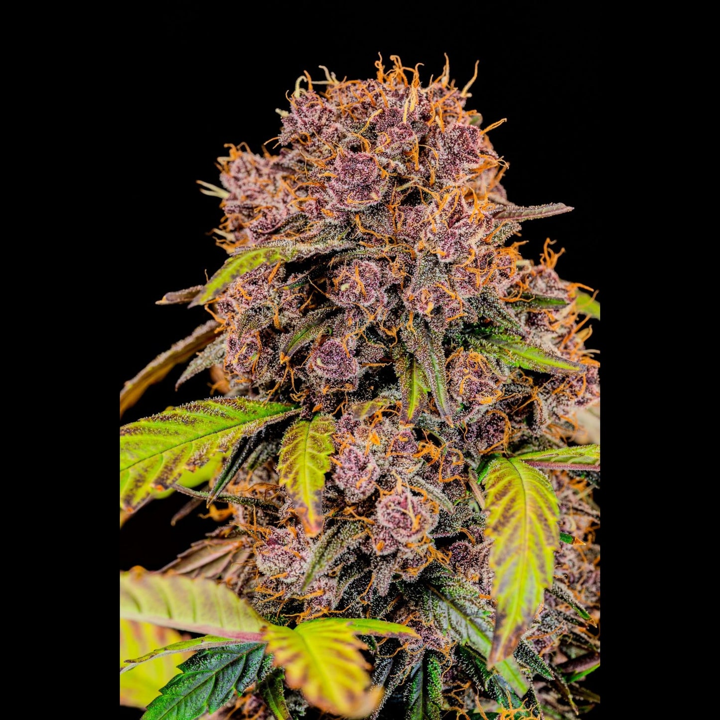 Lemon Cherry Cookies Auto