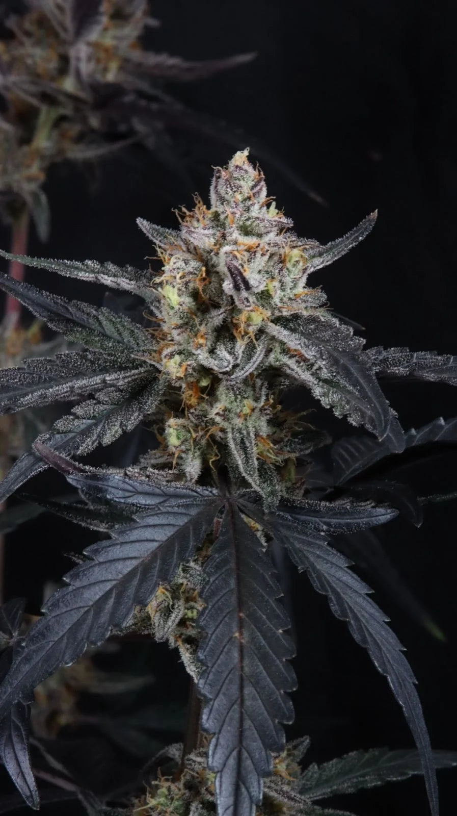 Guava Runtz Auto