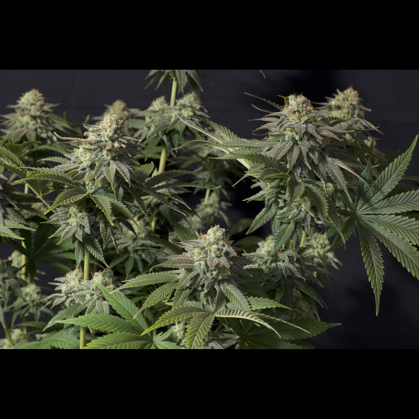 Orange Sherbet Fast Flowering