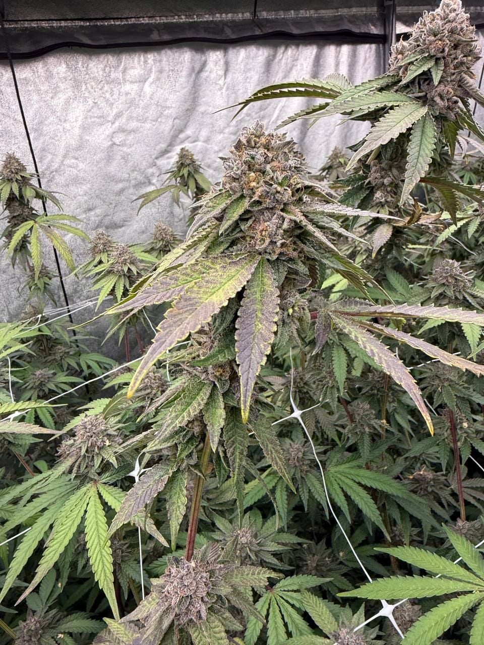 Biscotti Gelato