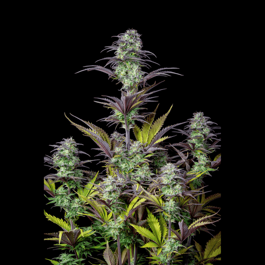 Blueberry Auto