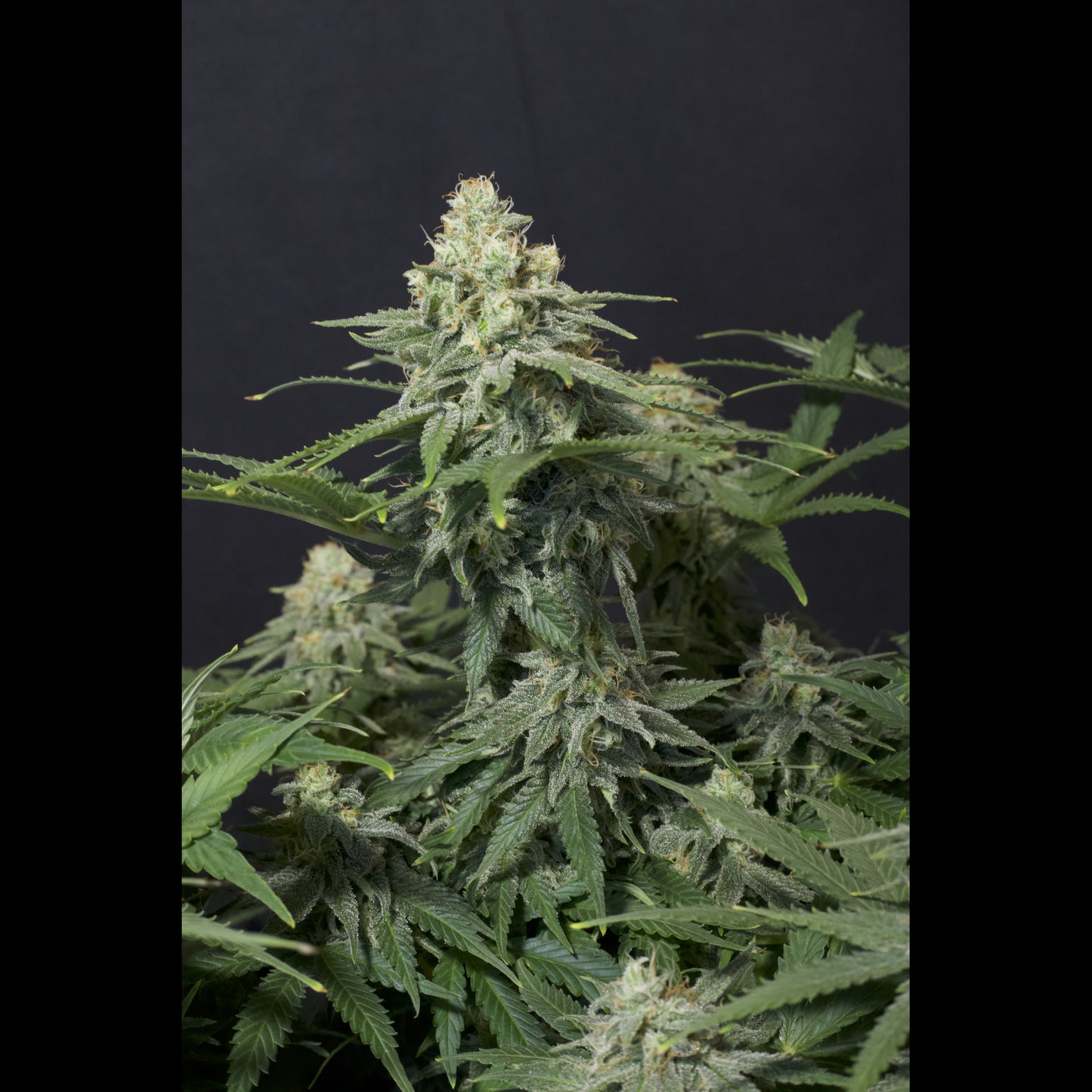 Wedding Cheesecake Fast Flowering