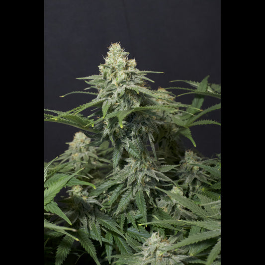 Wedding Cheesecake Fast Flowering