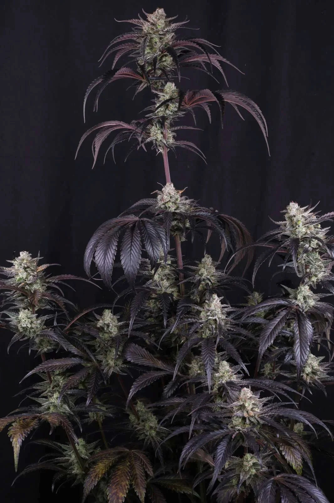 Strawberry Gorilla Auto RF3