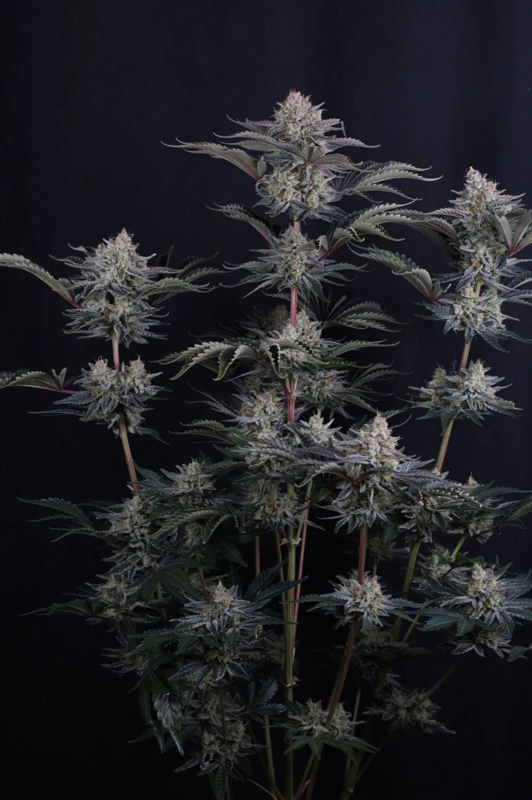 Mendo Frost Auto