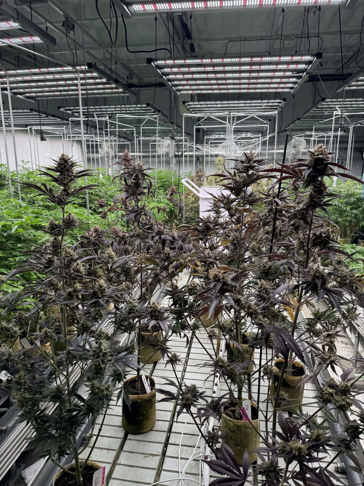 Guava Auto RF3