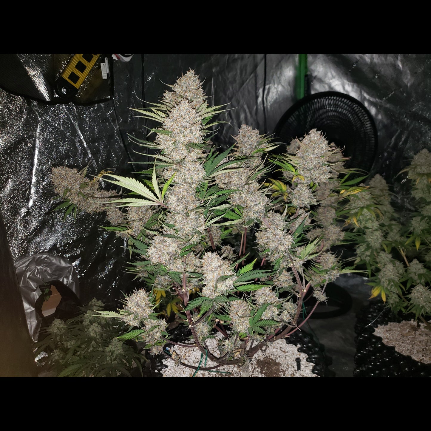 West Coast O.G. Auto