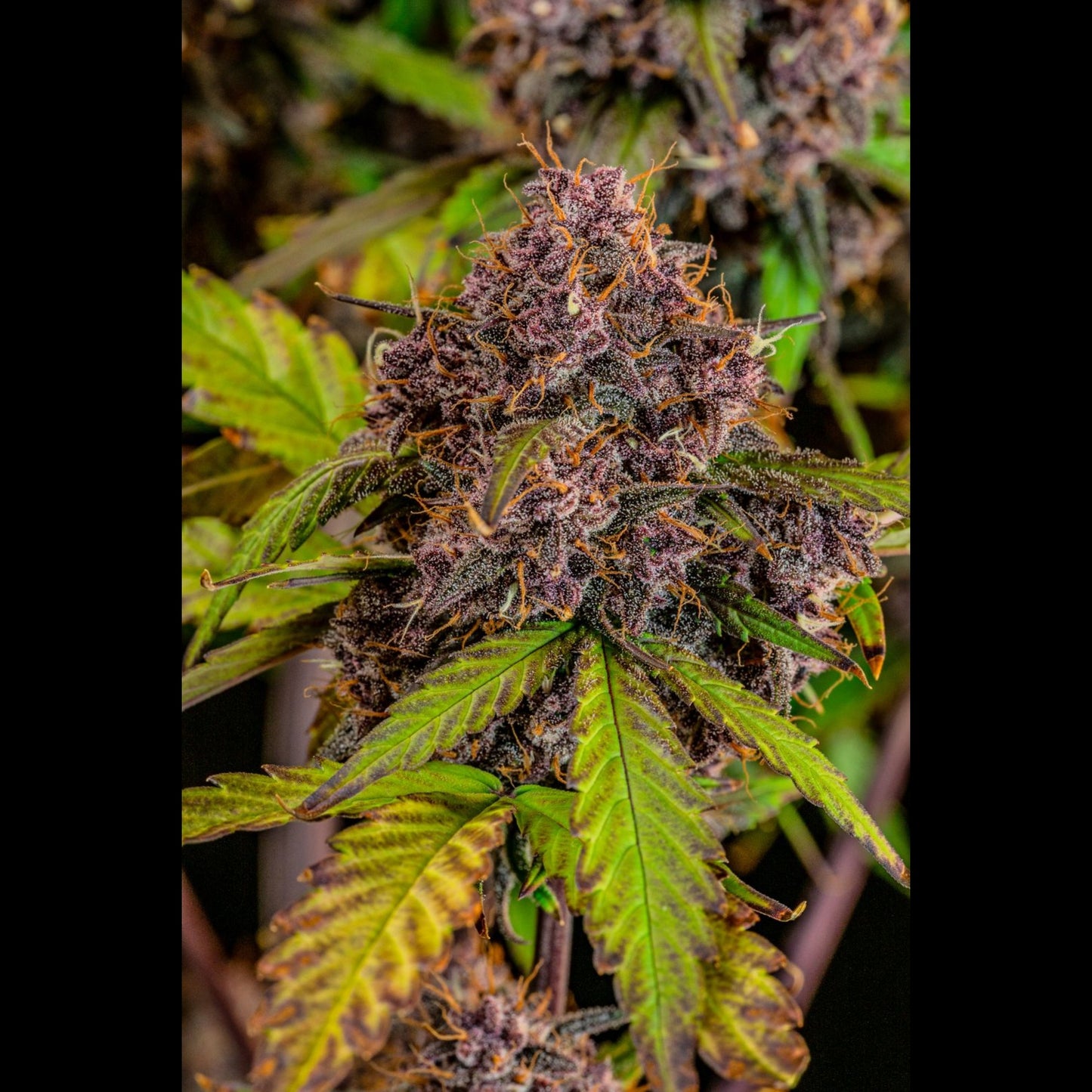 Lemon Cherry Cookies Auto