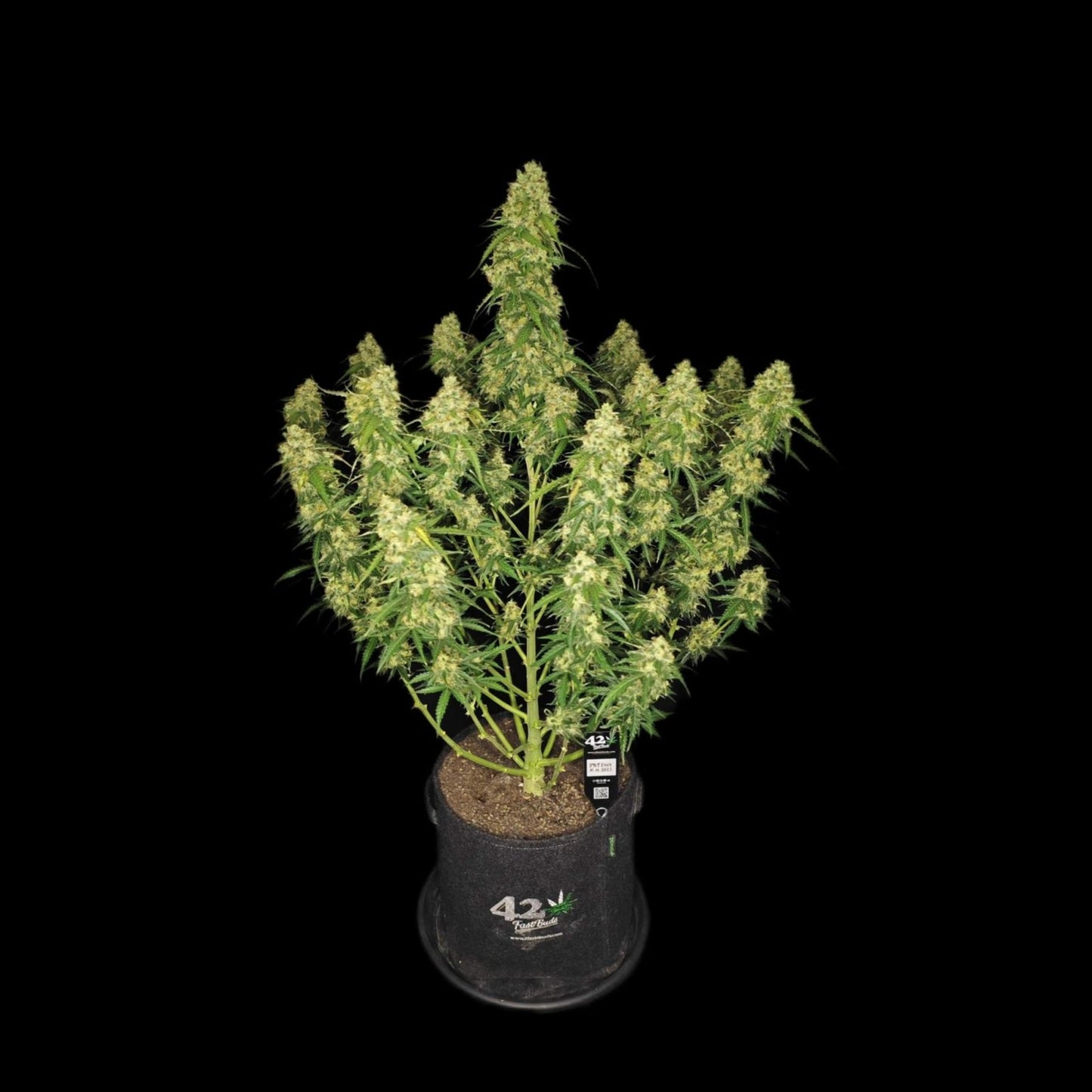 Sour Jealousy Auto