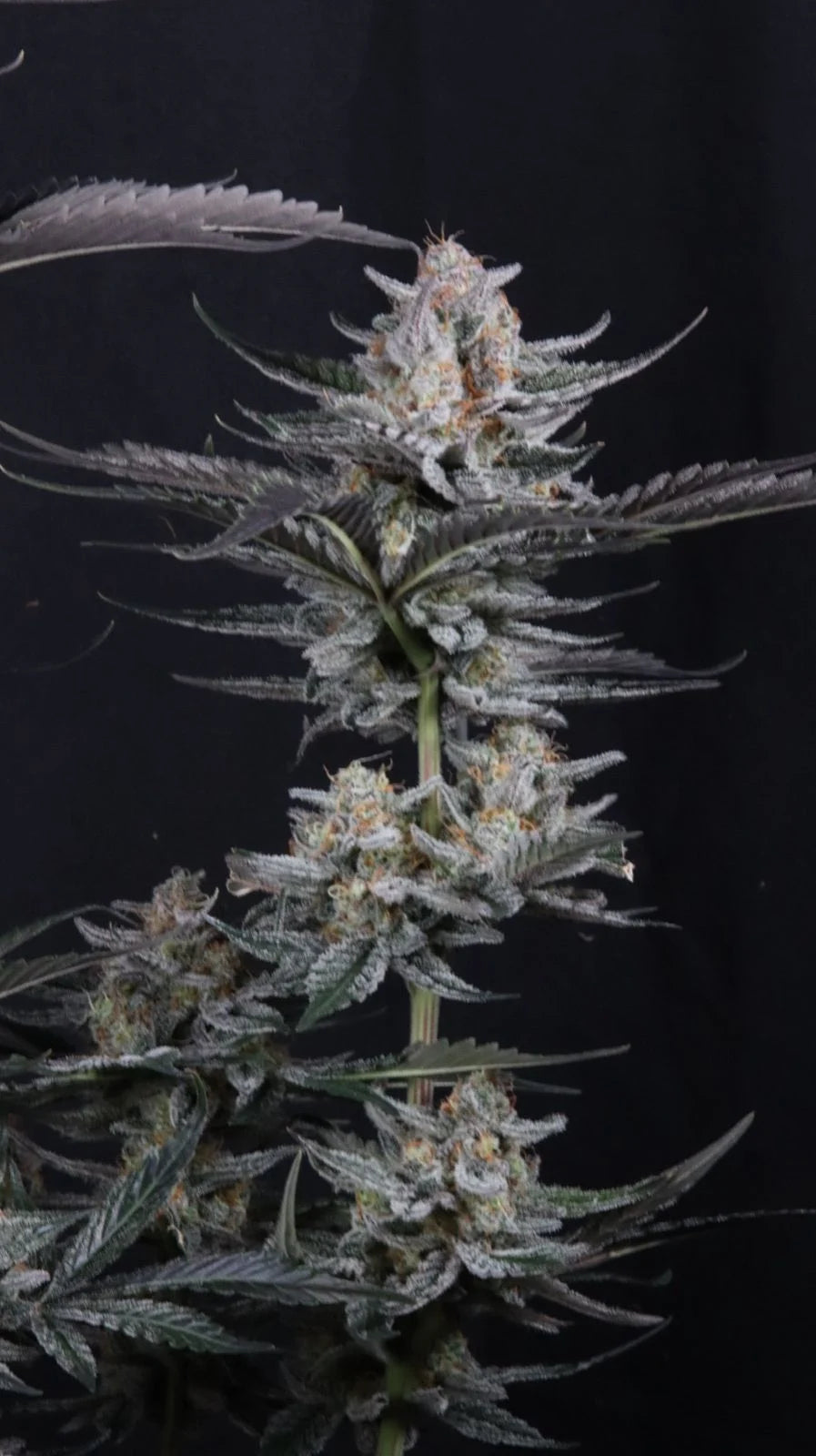 Mendo Guava Auto