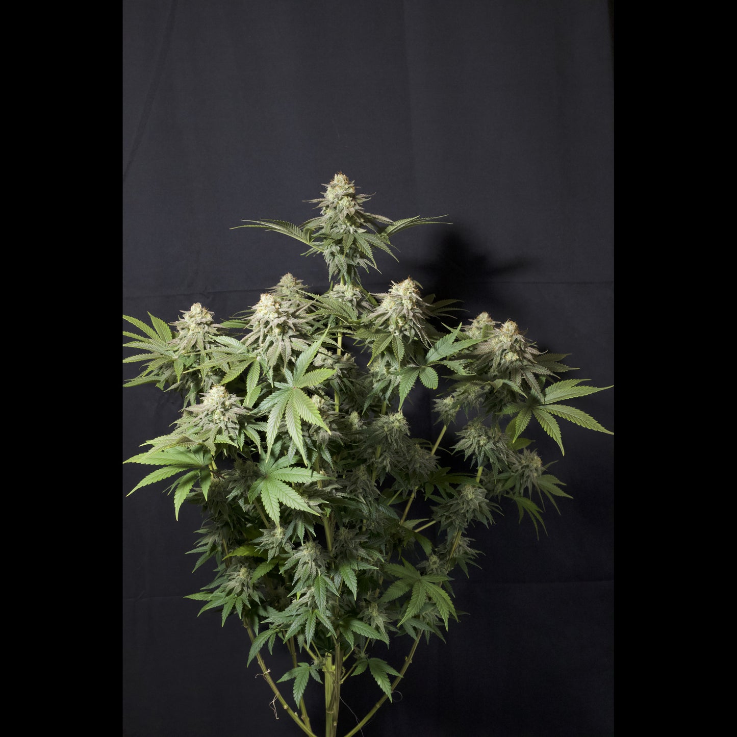 Orange Sherbet Fast Flowering